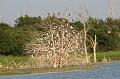 Cormorants on top_Egrets below